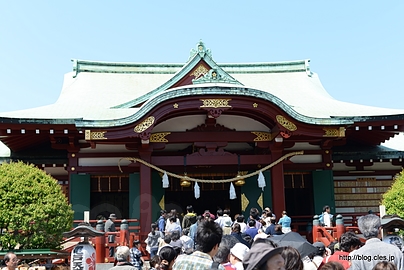 拝殿 - 亀戸天神の藤まつり 2013