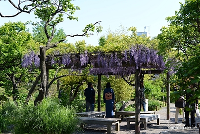 藤棚 - 向島百花園でさらに藤の花を見る