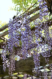 野田藤 - 向島百花園でさらに藤の花を見る