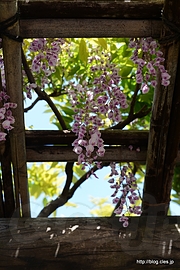 曙藤 - 向島百花園でさらに藤の花を見る