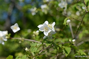 バイカウツギ - 向島百花園でさらに藤の花を見る