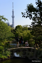 桑の茶屋跡からのスカイツリー - 向島百花園でさらに藤の花を見る