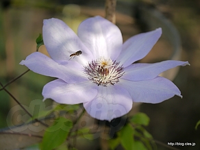 かざぐるま - 向島百花園でさらに藤の花を見る