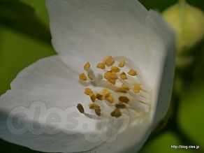 バイカウツギ（接写） - 向島百花園でさらに藤の花を見る