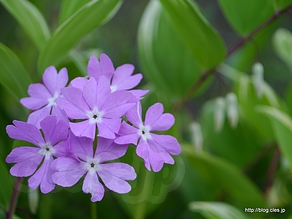 さくらそう - 向島百花園でさらに藤の花を見る
