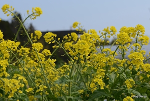 菜の花 - 宮城県とゴールデンウィークと桜