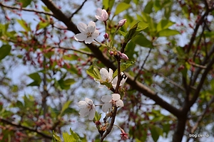 ソメイヨシノの見頃は終了 - 宮城県とゴールデンウィークと桜