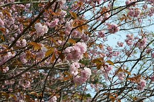 八重桜は満開 - 宮城県とゴールデンウィークと桜