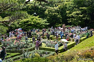 バラ園の様子 - 旧古河庭園の春のバラフェスティバル 2013 に行ってきた