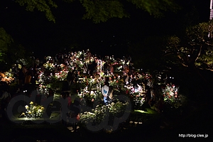 夜のバラ園の様子 - 旧古河庭園の春バラと洋館のライトアップ 2013 にいってきた