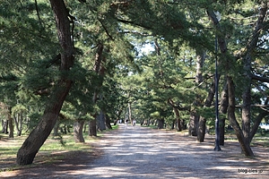 松並木 - 天橋立で日本三景制覇！