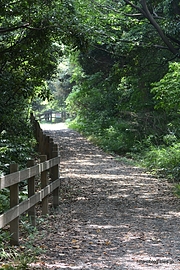 園内の道 - 東京港野鳥公園で鳥撮りに挑戦