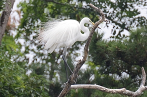 チュウサギ？ - 東京港野鳥公園で鳥撮りに挑戦