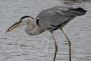 アオサギの補食 - 東京港野鳥公園で鳥撮りに挑戦