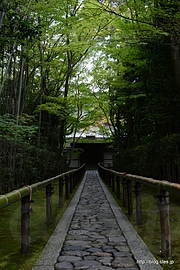 玄関への参道 - 高桐院の庭で涼む