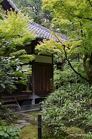 庭から見た本堂 - 高桐院の庭で涼む