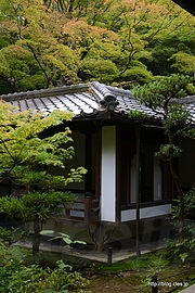中庭 - 高桐院の庭で涼む