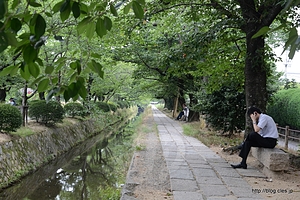 桜並木 - 哲学の道を歩く