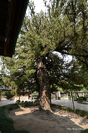 方丈前のビャクシン - 鎌倉五山をめぐる「円覚寺」