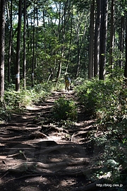 陣馬山～明王峠の登山道 - 陣馬山縦走（陣馬山～奈良子峠～明王峠～底沢峠～景信山）