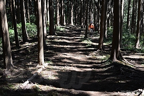 明王峠～景信山の登山道 - 陣馬山縦走（陣馬山～奈良子峠～明王峠～底沢峠～景信山）