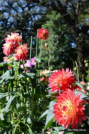 ペチカ - 神代植物公園のダリア園
