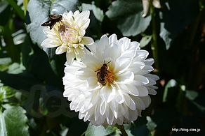 スノーガーデン - 神代植物公園のダリア園