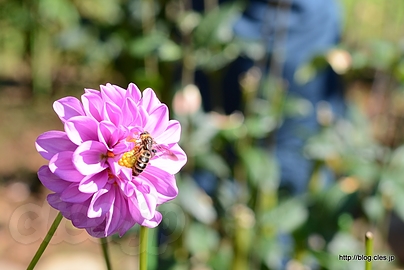 アリス - 神代植物公園のダリア園