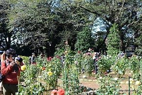 ダリア園の様子 - 神代植物公園のダリア園