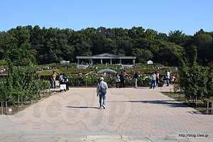 バラ園 - 神代植物公園に行ってきた