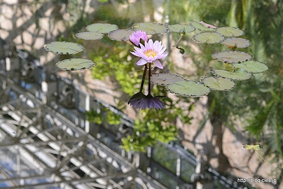 スイレン - 神代植物公園の大温室