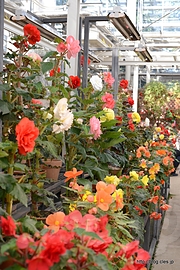 様々な球根ベゴニア - 神代植物公園の大温室