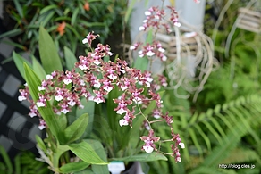 シャーリーベイビー（芳香性のラン） - 神代植物公園の大温室