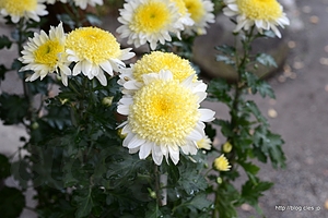 菊（玉葛） - 向島百花園に菊を見に行く