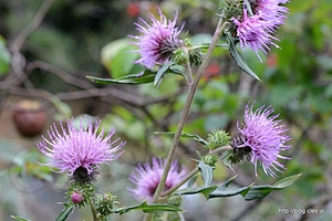 ノハラアザミ？ - 向島百花園に菊を見に行く