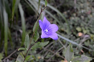 キキョウの花 - 向島百花園に菊を見に行く