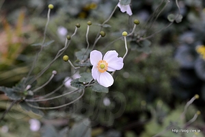 しゅうめいぎく - 向島百花園に菊を見に行く