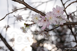 十月桜 - 飛鳥山の十月桜