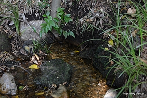 ハケの湧水 - 日立中央研究所の秋の庭園開放 2013