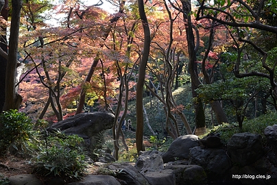 紅葉亭前 二匹の蛙 - 殿ヶ谷戸庭園の紅葉