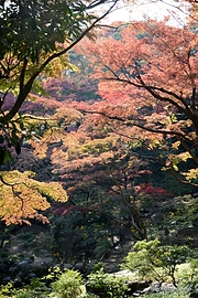 紅葉亭前から湧水方向を見下ろす - 殿ヶ谷戸庭園の紅葉