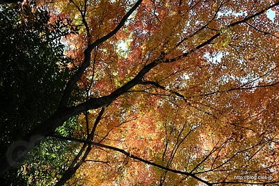 頭上のモミジとカエデ - 殿ヶ谷戸庭園の紅葉