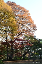 芝庭のモミジとカエデ - 殿ヶ谷戸庭園の紅葉