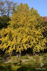 銀杏 - 清澄庭園の紅葉