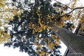 吉祥閣前の紅葉 - 紅葉する永平寺の山内を歩く