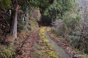 苔生す廃線跡 - 魚梁瀬森林鉄道跡を行く