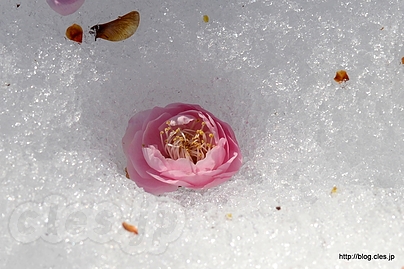 雪に落ちた未開紅＠小石川植物園 - 雪の残る庭園へ