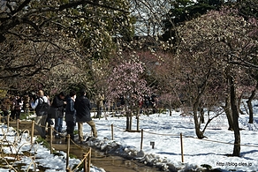 梅園の様子＠小石川後楽園 - 雪の残る庭園へ