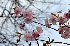 河津桜 - 雪の爪痕が残る新宿御苑