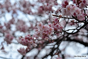 寒桜 - 雪の爪痕が残る新宿御苑